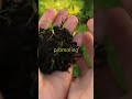 The Shocking Secret to Plant Growth Revealed!