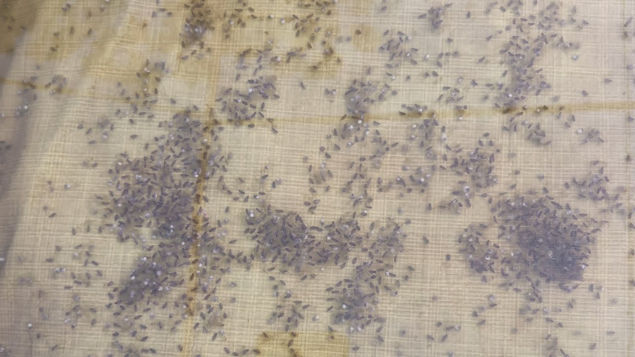 CÁCH TẠT TRỨNG VÀO MÙA LẠNH