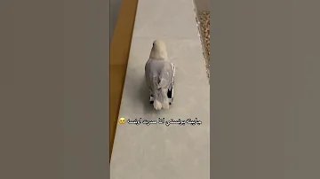 طيور روز ذكاء طيور الروز طيور الروز طيور حب رينبو طيور الزينة طيور 