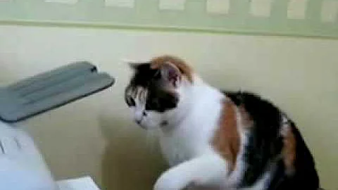 vids cvUMHvLZ flv video by PerthPurplePenguin Photobucket