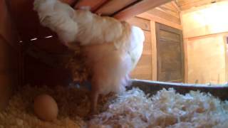 chicken laying an egg 2 screenshot 5