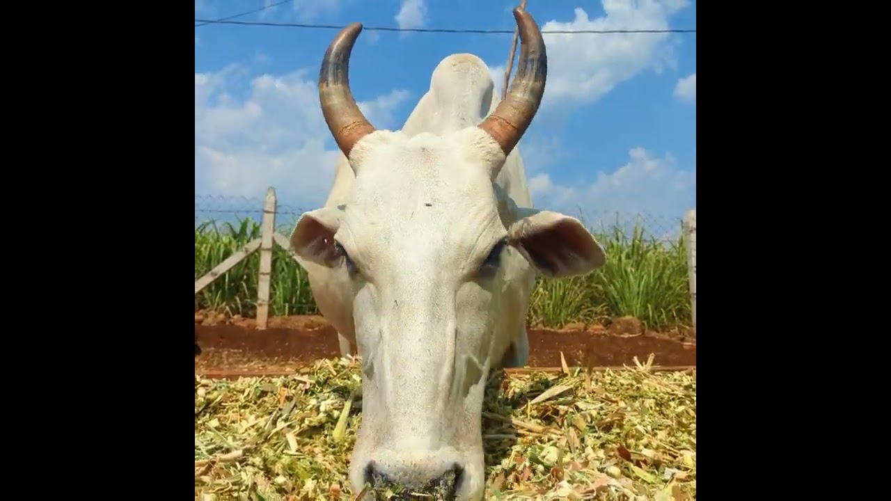 Adopted Cow Veda Doing Well