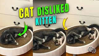 Cat Pushes a Kitten off Its Bed