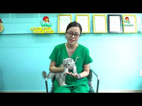 Video: Nhận Thức (và Quan Niệm Sai Lầm) Về Dinh Dưỡng Cho Mèo Con