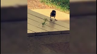 This Heat Got The Whole Animal Kingdom Acting Crazy Slim lmao