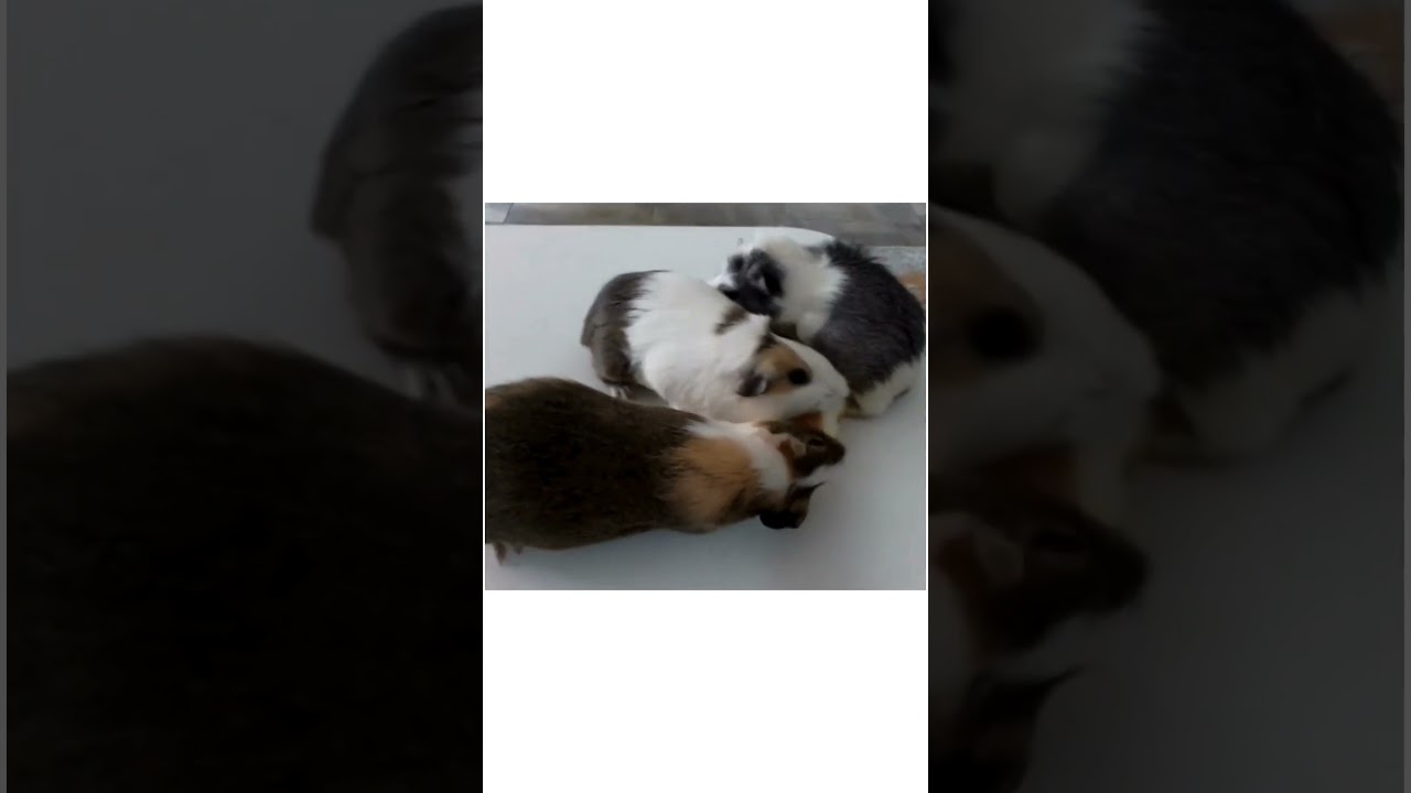 And the fight for the apple begins 