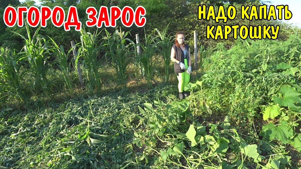 ПОКОРМИЛИ КУРЕЙ / КАРТОШКА ВЫРОСЛА НАДО КАПАТЬ / СКОСИЛ КАРТОШКУ ...