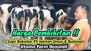 Review Harga ‼️Sapi Bakalan Fh Jantan Pembibitan Umur 7- 8 bulanan Utomo Farm