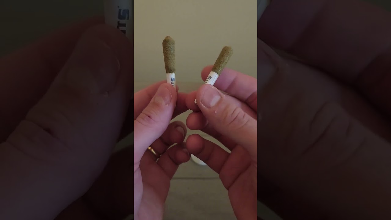 Joint Review by a Dispensary Manager #2 | Punch Stingers Infused Prerolls 
