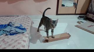 WWF  💪💪💪🦾🦾🦾💪💪💪 // DEV // Cat by (K)CAT(D) 2,056 views 2 months ago 52 seconds