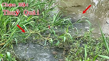 Câu Cá Rô Trê , Đụng Bầy Trê Khủng Kéo Chìm Phao Liên Tục Cần Thủ Kéo Cá Run Tay | Huy Fishing