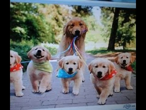 Video: Japonský pes Groomer sa stáva Furballs na fluffiest fluffballs niekedy