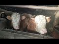 Откорм быков (3-й месяц) ▶ обход по ферме