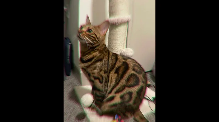 Watch the video about Cutest Bengal #bengalcat #cat #meow