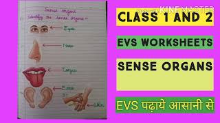 sense organs worksheet of evs for class 1 and 2 youtube