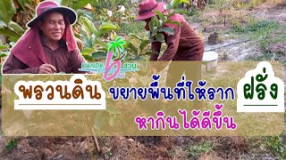 การพรวนดินดูแลฝรั่งให้โตเร็ว รากขยายได้ดีขึ้น