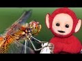 Teletubbies Dragonflies 354 Cartoons For Children Teletubbies Dragonflies 354 Cartoons For Children