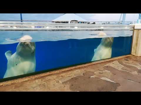 八景島シーパラダイス　シロイルカ　パララ＆クルル　可愛い❤️