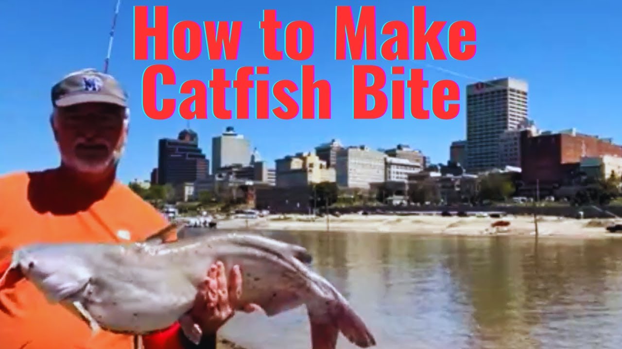 How to Make Catfish Bite - Mud Island Memphis Catfishing 