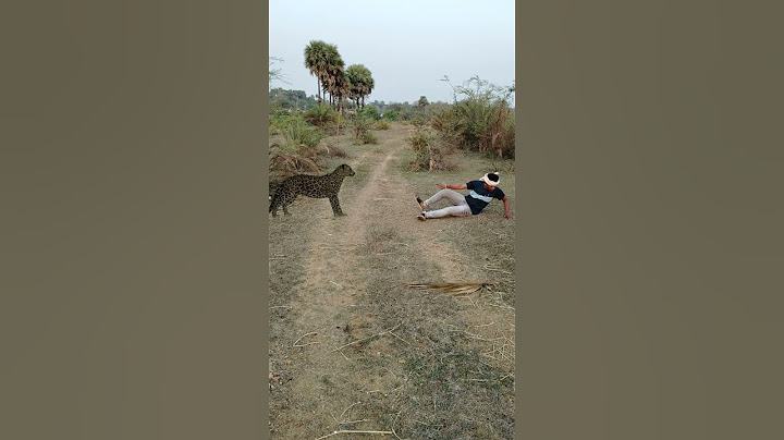 Chita attack #reel #reels #trending #viral #viralreels #video #tiger #wildlife #reelsvideo