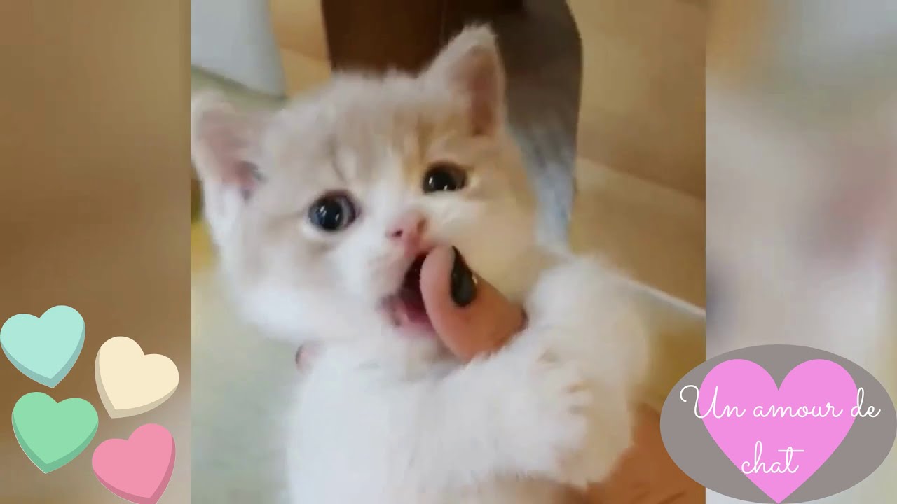 Chat Mignon Explore Tumblr Posts And Blogs Tumgir
