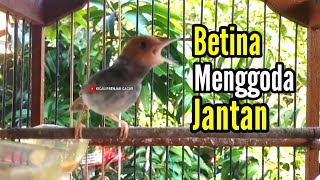 PRENJAK BETINA Gacor Istimewa suara jernih menggoda jantan cocok buat MASTERAN.
