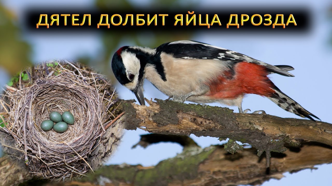 Дятел разоряет бесхозное гнездо дрозда - YouTube