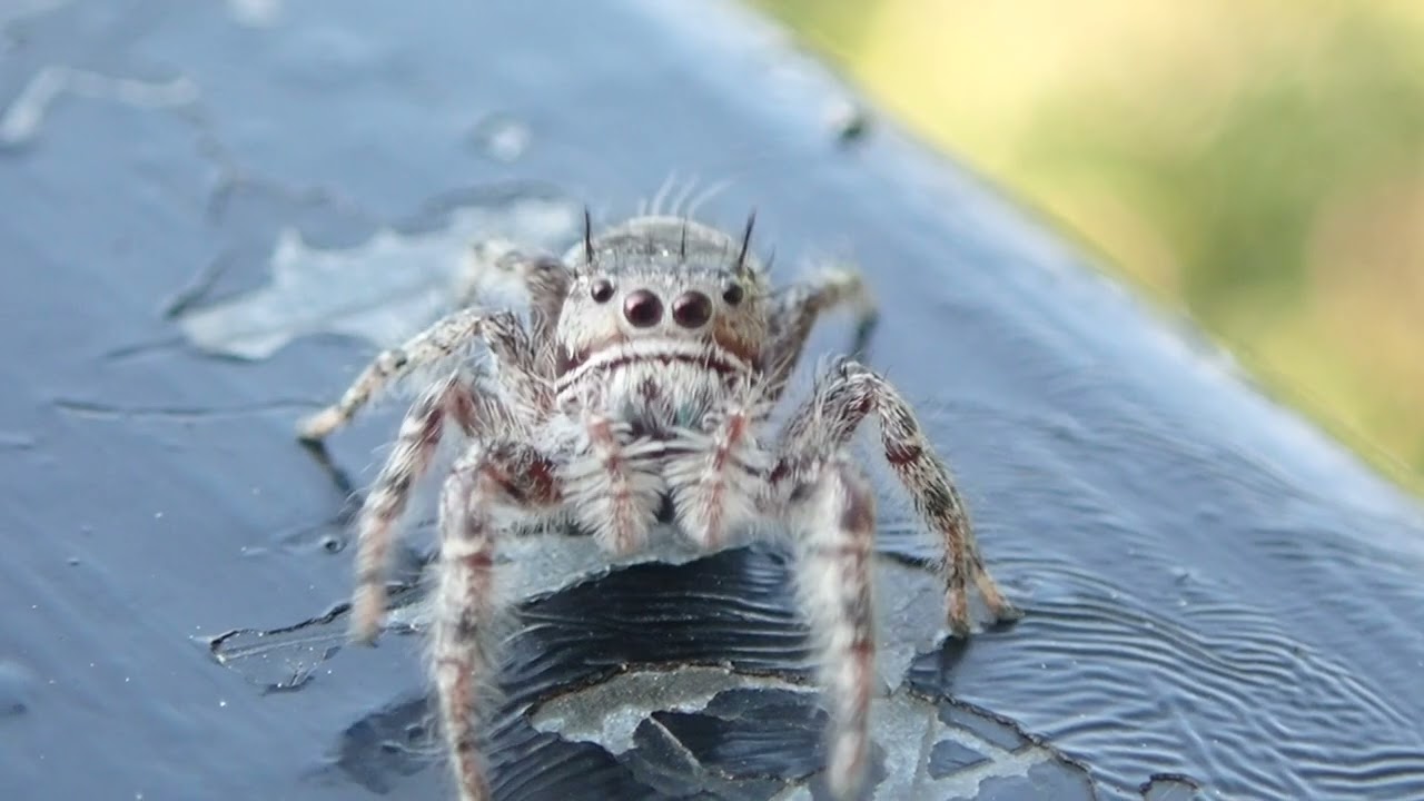 How do jumping spiders make a perfect landing? Watch and learn