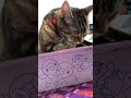 ちゅーるご馳走様のはなちゃん