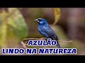 Azulão cantando na Natureza