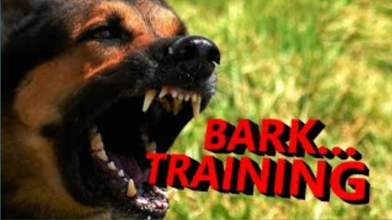 Dog Bark training Bark training for dogs German Shepherd bark