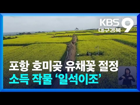 포항 호미곶 유채꽃 절정…소득 작물 ‘일석이조’ / KBS  2024.04.05.