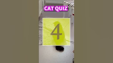 Cat Quiz No.033  🐾 Can you answer these purrfectly puzzling cat trivia questions?🐱 #shorts #catlover
