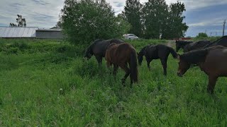 выпустил молодых жеребцов в табун.