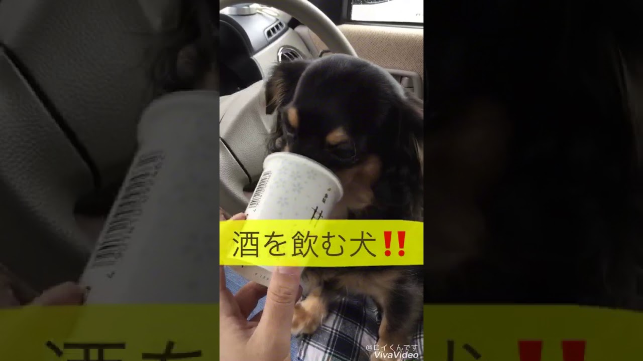 驚き 酒を飲む犬 Youtube