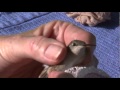 Hummingbird Banding