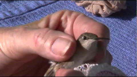 Hummingbird Banding