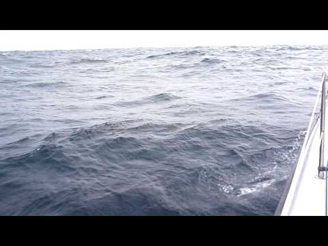 Video: Hvor Den Lyserøde Delfin Bor