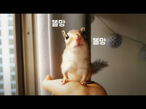 하루 한번 다람쥐 <strong>광합성</strong> 타임