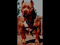 🦴Most Loyal dogs Pitbull🐕‍🦺 #pitbull #viral #trending #dogdays #shorts