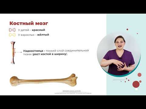 АНАТОМИЯ КОСТНОЙ СИСТЕМЫ