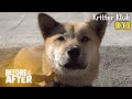 This Dog Refuses To Eat… Why? I Before &amp; After Ep 98