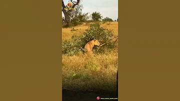 Tizama Mpambano Huu Kati Ya Simba Na Chui Juu Ya Mti 