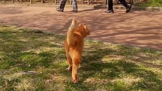 花見で賑わう公園を散歩する茶トラ野良猫
