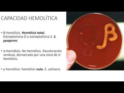 Vídeo: Diferencia Entre Hemólisis Alfa Y Beta