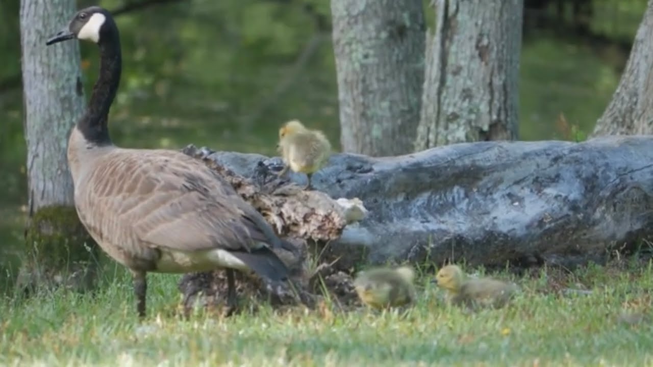BABY CANADIAN GEESE & BLUEBIRDS AT FAMILY ORCHARD FARMS SPRING 2022