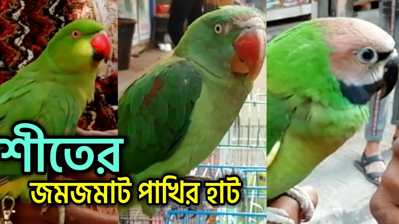 জমজমাট পাখির হাট | Bird Price in Bangladesh | Biggest Bird Market in BD ...
