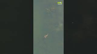 Carp In The Weed #carp #fish #fishing #angling #drone #fishingvideo  #hindersbait #carpfishing #karp