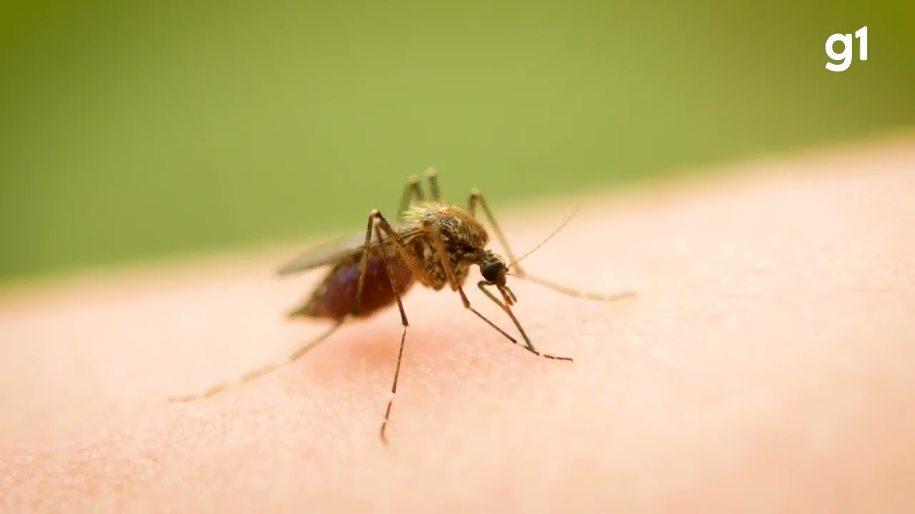 Como Covid e Oropouche podem antecipar risco de doenças neurodegenerativas, segundo estudo da USP