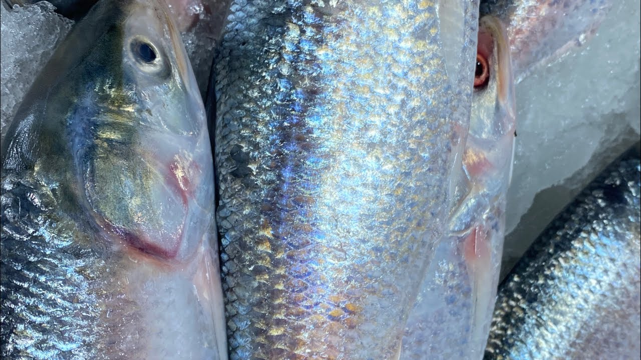 Real Fish Blogger // "Skill in cutting different types of fish 🐟🔪🐠🔪"